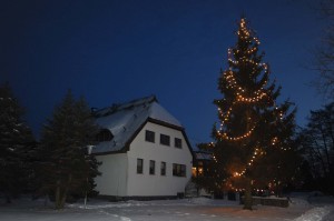 14,50m Weihnachtsbaum im Waldhof